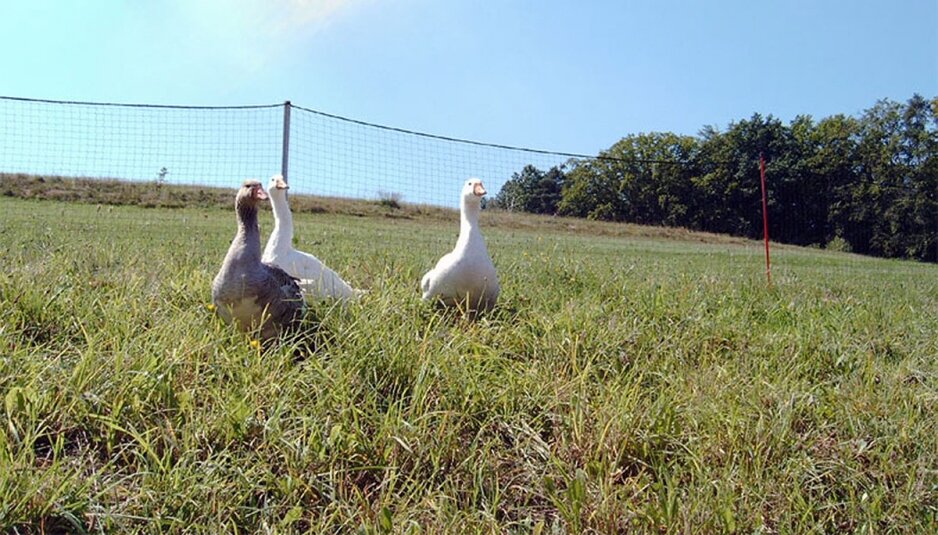 Tierschutznetze